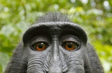 Monkey Selfie david slater